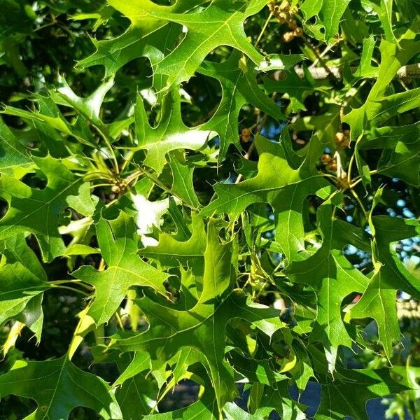 Quercus palustris Leaf