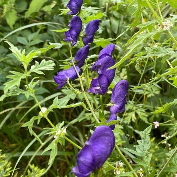 Aconitum variegatum Blüte