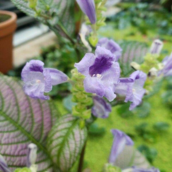 Strobilanthes auriculata Цветок