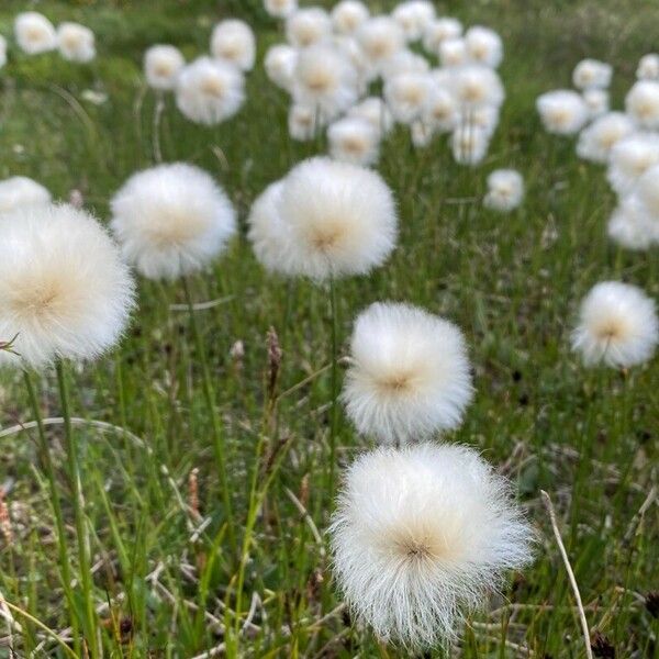 Eriophorum scheuchzeri Flower