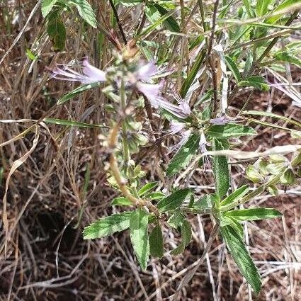 Ocimum filamentosum Flor