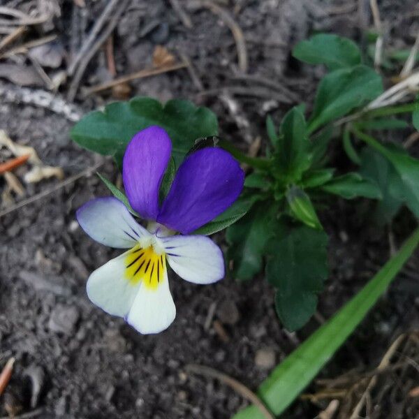 Viola tricolor ফুল