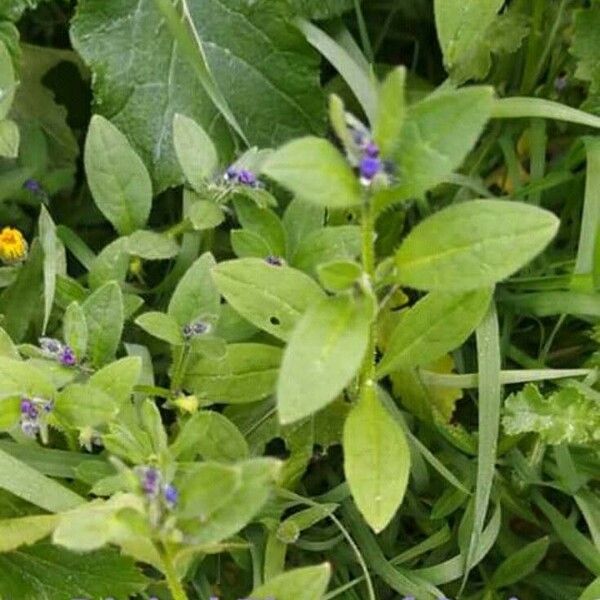 Asperugo procumbens Лист