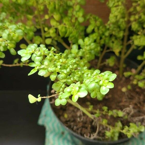 Pilea microphylla Leaf