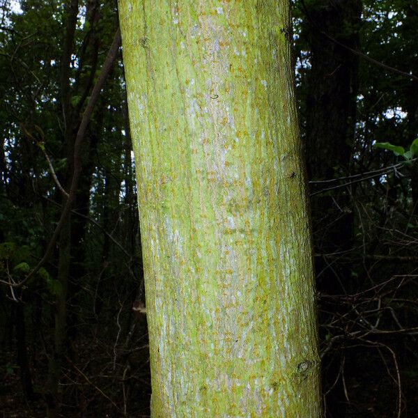 Acer platanoides кора