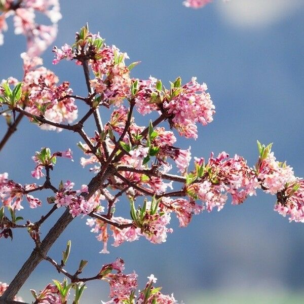 Kolkwitzia amabilis Blüte