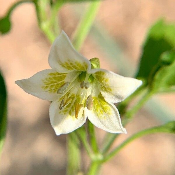 Capsicum baccatum Flower