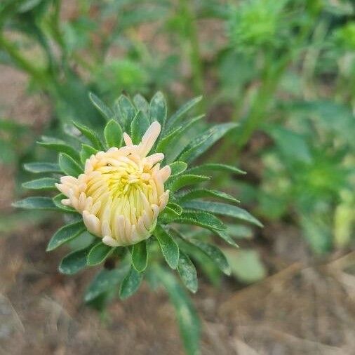 Callistephus chinensis Foglia