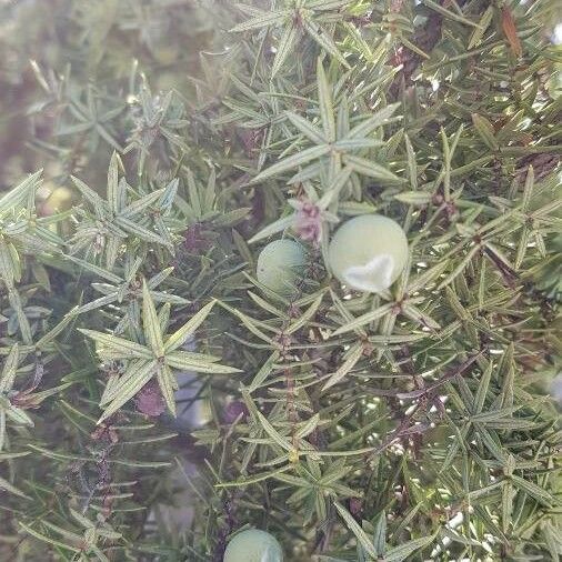 Juniperus oxycedrus Лист