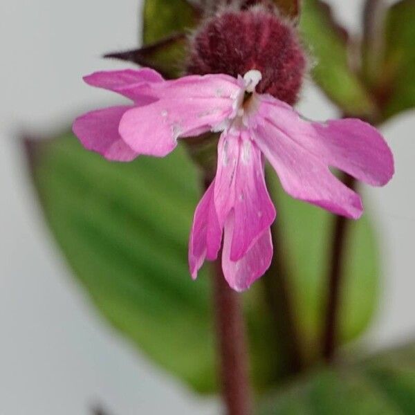 Silene pendula Fleur