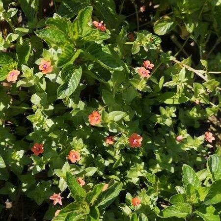 Lysimachia arvensis Habit