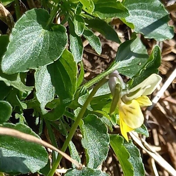 Viola arvensis Blomma