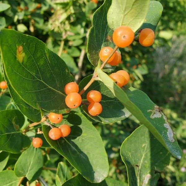 Lonicera tatarica Плод