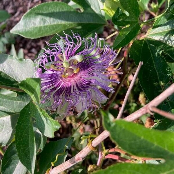 Passiflora incarnata Žiedas
