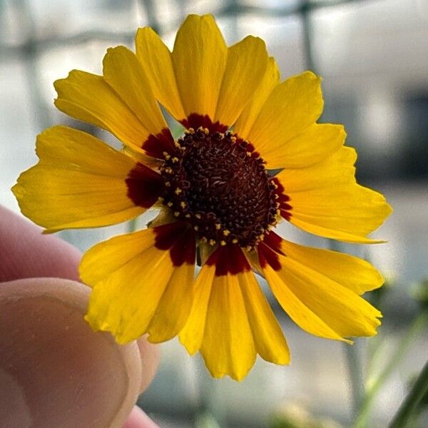 Coreopsis tinctoria Cvet