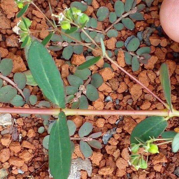 Euphorbia hyssopifolia Fruit