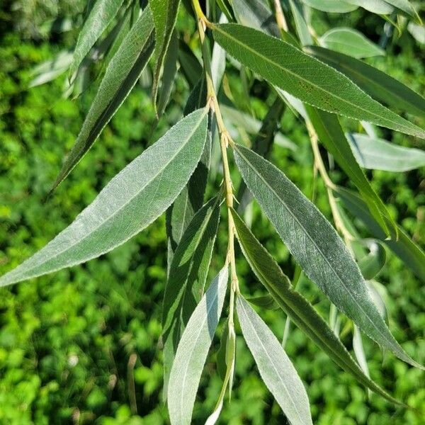 Salix alba Листок