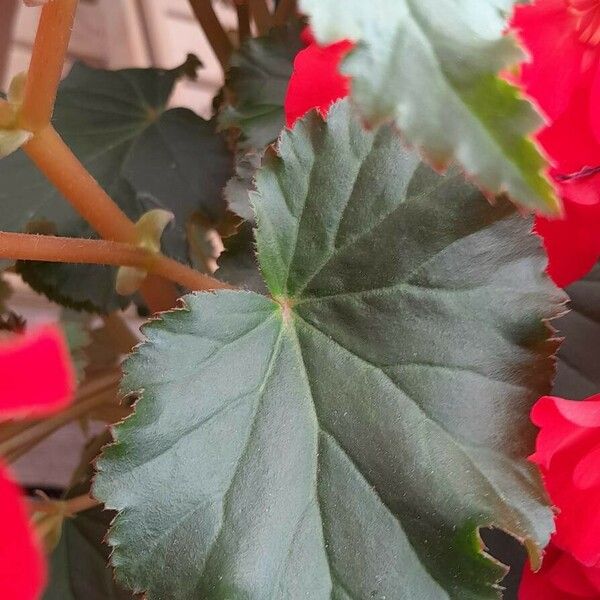Begonia grandis Leaf
