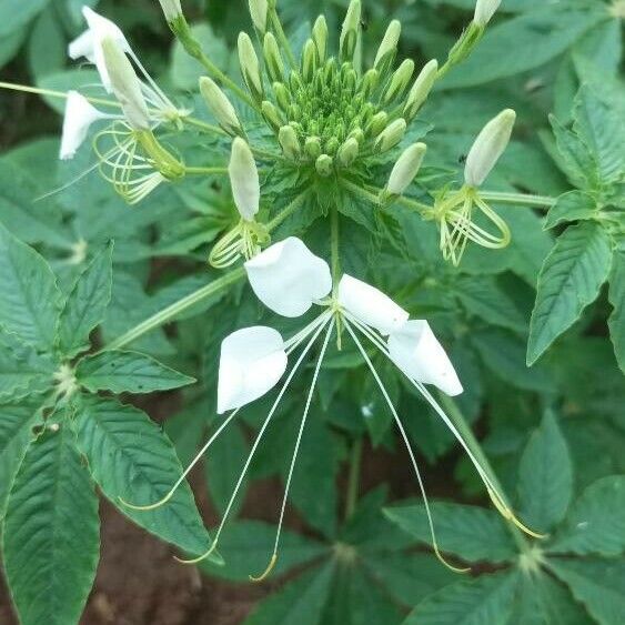 Cleoserrata speciosa Квітка