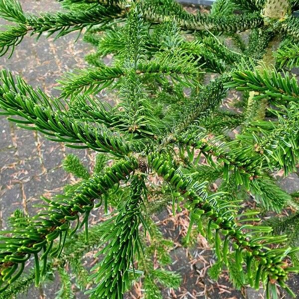 Abies nordmanniana Folha