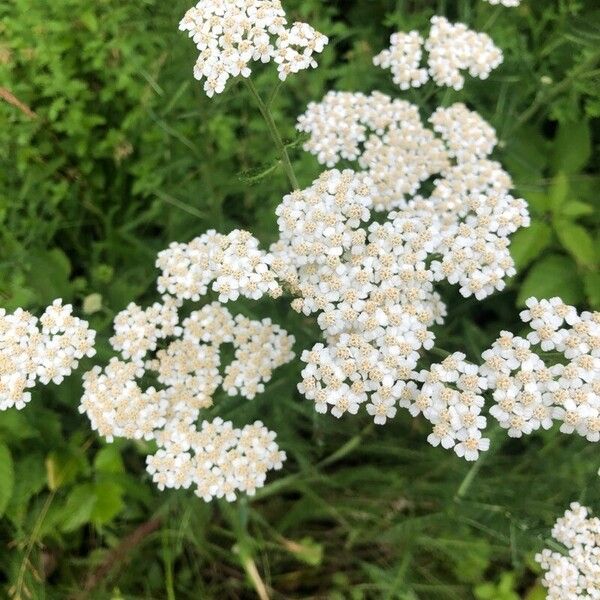 Achillea pannonica Blomst