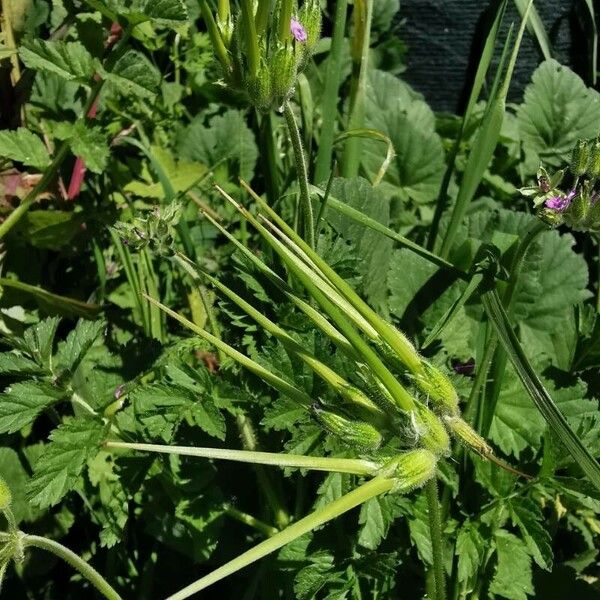 Erodium malacoides Fruit