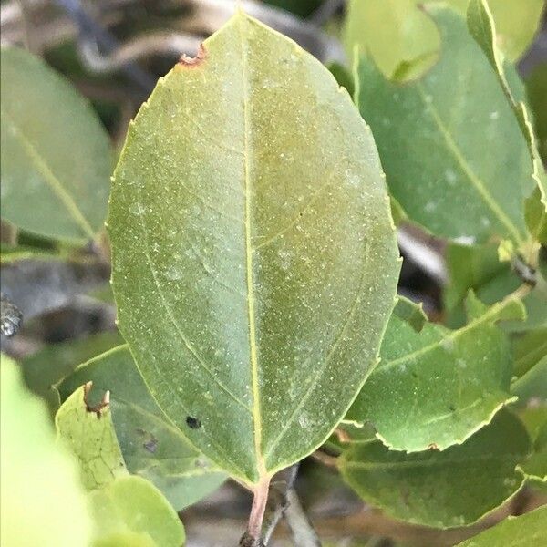 Rhamnus alaternus Blatt