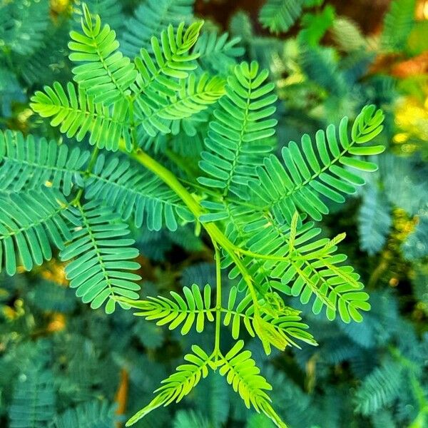 Vachellia farnesiana Deilen