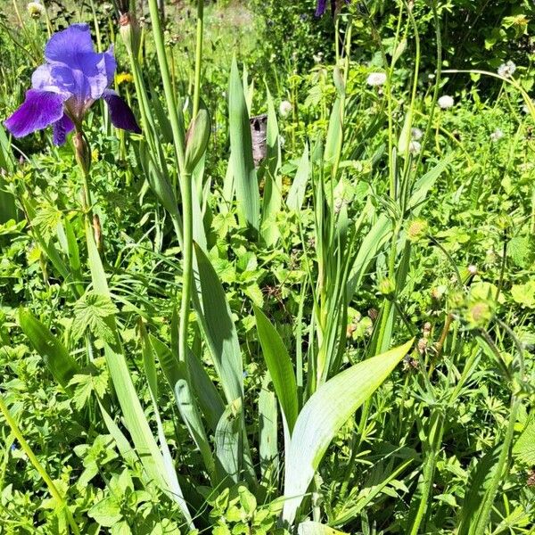 Iris × germanica Yaprak