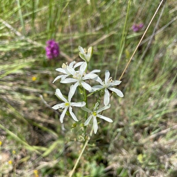 Loncomelos narbonense Fiore