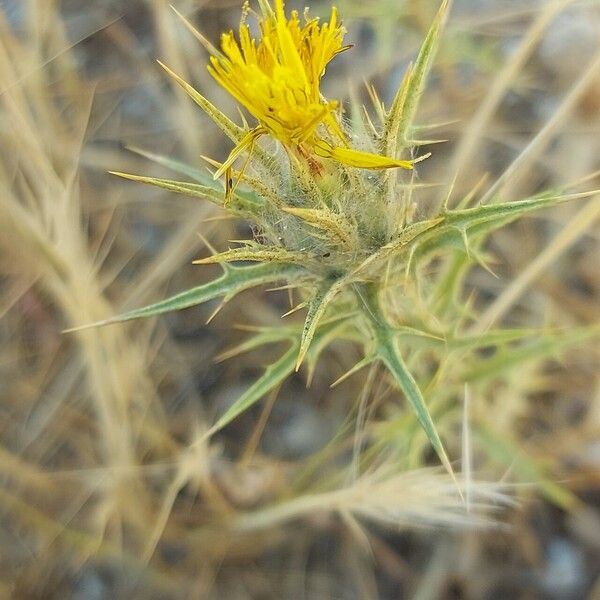 Carthamus lanatus फूल