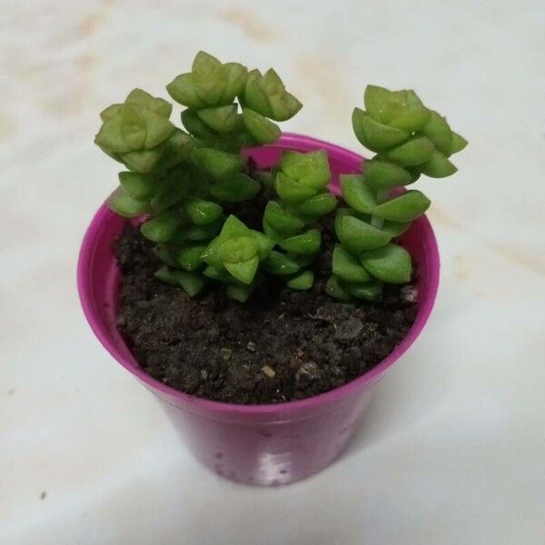 Crassula rupestris Fuelha