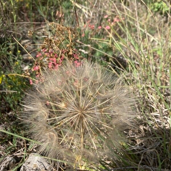 Allium cristophii Λουλούδι