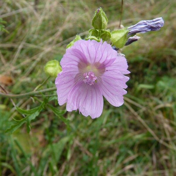 Malva moschata Flower