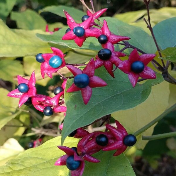 Clerodendrum trichotomum Floare