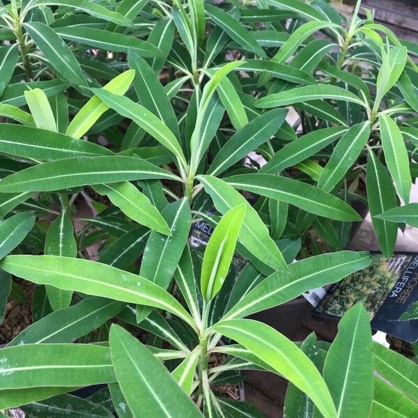 Euphorbia mellifera Levél