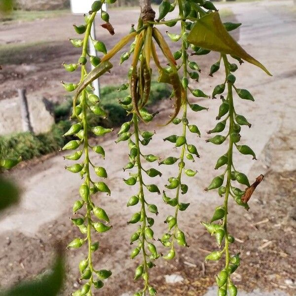 Populus nigra Frukto