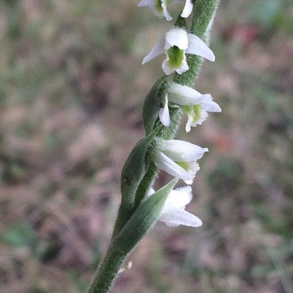 Spiranthes spiralis Flower