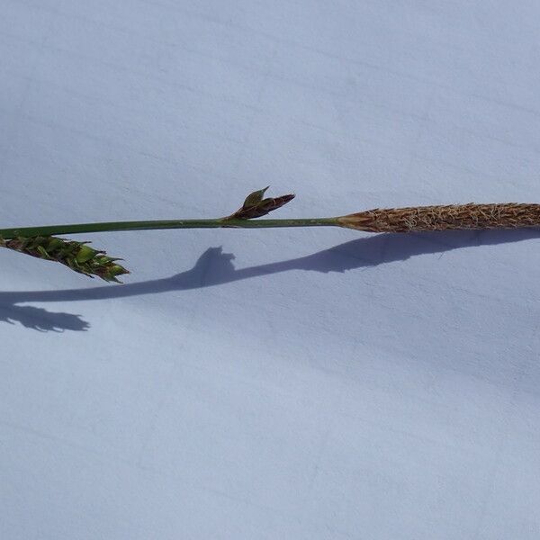 Carex distans Kvet