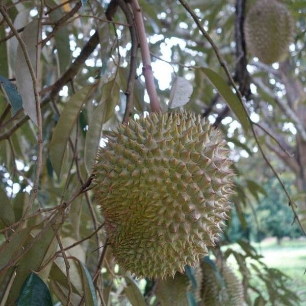 Durio zibethinus Fruchs