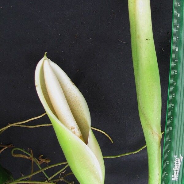 Philodendron tripartitum Fruit