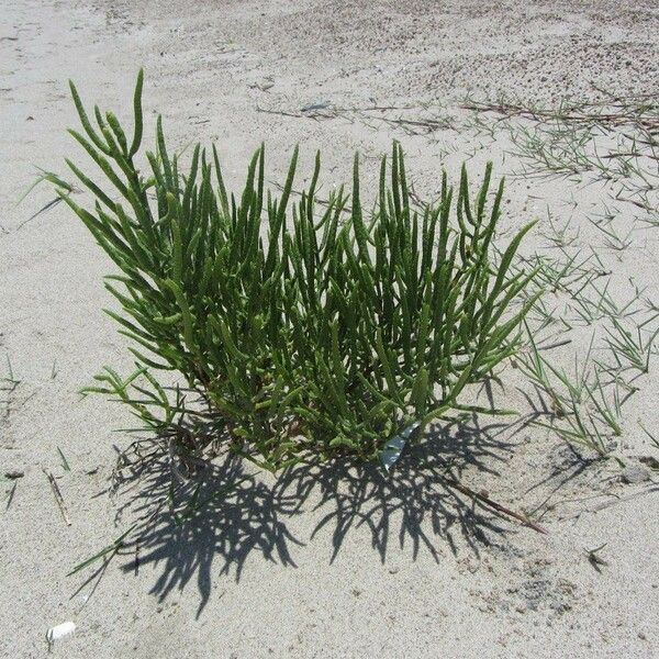 Salicornia bigelovii Yeri