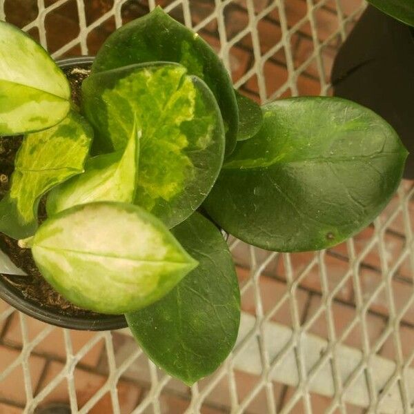 Hoya australis Blad