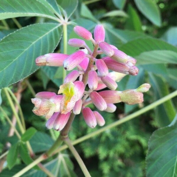 Aesculus pavia 花