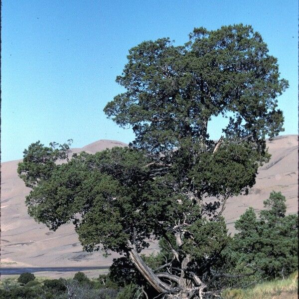 Pinus edulis Habitus