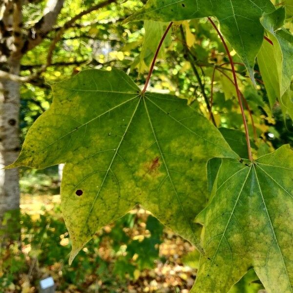 Acer cappadocicum পাতা