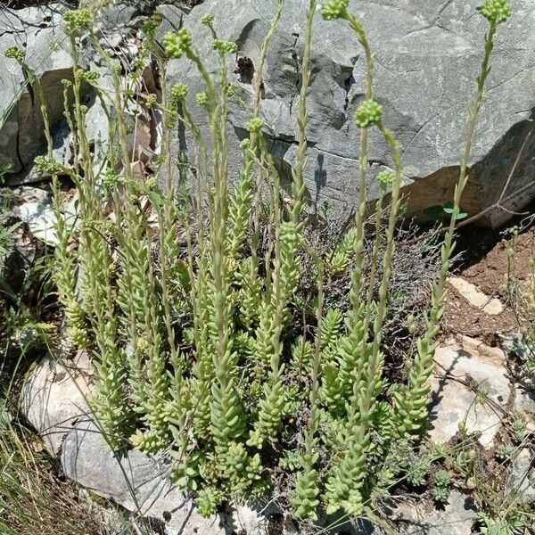 Petrosedum sediforme Fleur