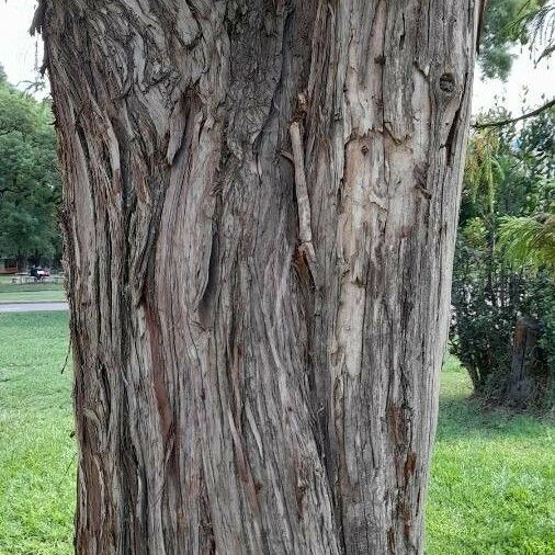 Cryptomeria japonica Bark