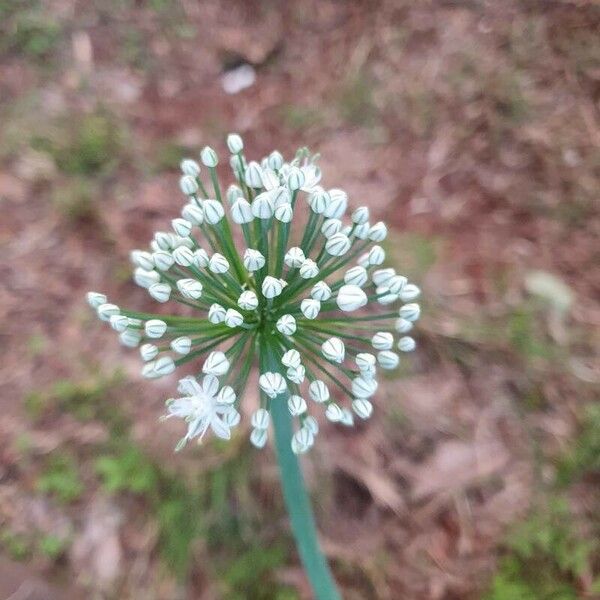 Allium cepa Flor