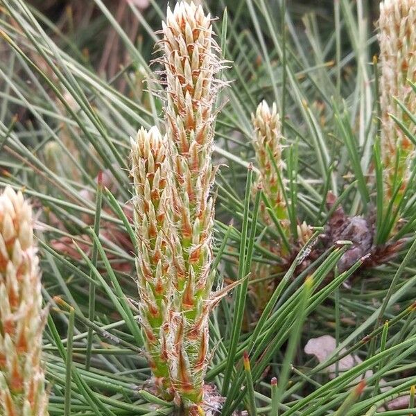 Pinus nigra Blodyn